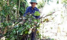 Người dân huyện Ia Grai (Gia Lai) chặt bỏ tiêu chết