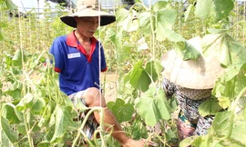 Dù mất đi đôi tay, nhưng anh Nguyễn Thế Cường vẫn tự mình xoay xở hầu hết mọi công việc tại 2 nhà kính hữu cơ của mình. Ảnh: Giang Thanh