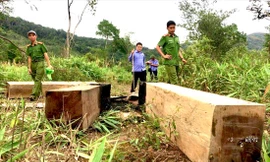 Phóng viên báo Tiền Phong dẫn lực lượng chức năng vào hiện trường vụ lâm tặc tàn phá cánh rừng giáp ranh giữa huyện Ia Pa và Kông Chro ở Gia Lai