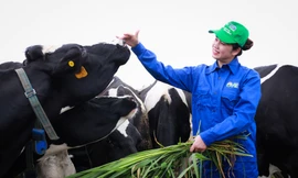 Mộc Châu Milk sẽ tăng quy mô đàn bò sữa lên khoảng 40.000 con vào năm 2025, sản lượng sữa tươi nguyên liệu đạt trên 500 tấn/ngày