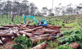 Thông bị cưa hạ, chôn lấp dưới hố sâu để phi tang ở Kon Tum