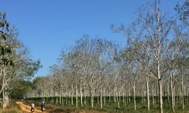 Đất rừng cao su giao cho ông Tân hiện đang được người khác rao bán lại