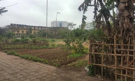 Gần 7.000m2 đất dành để xây trường học vẫn bị để trống, bỏ hoang