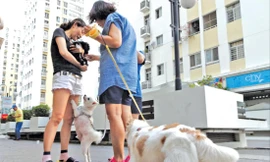 Chó đi dạo ở sân chung cư trong khi không được rọ mõm. Ảnh: Như Ý