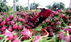 Thanh long - mặt hàng được Trung Quốc ưa chuộng. Ảnh: T.L