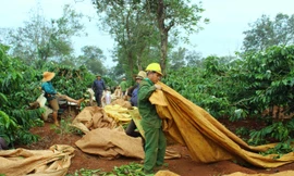 Mùa thu hoạch cà phê ở Tây Nguyên 