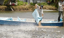 Đề án cá tra 3 cấp được xem là khâu đột phá cho ngành cá tra Ảnh: Cảnh Kỳ