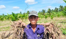 Ông Ngô Hoàng Yến bên ruộng khoai ngoài đồng  