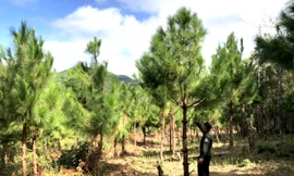 Cán bộ Công ty TNHH MTV lâm nghiệp Kon Rẫy chăm sóc rừng trồng 