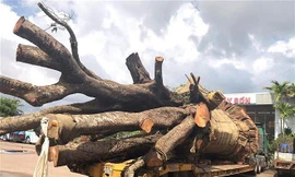 Chiếc xe chở cây “siêu khủng” bị lực lượng CSGT tạm giữ vì không có giấy phép lưu hành đặc biệt. Ảnh: TTXVN