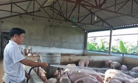 Giá lợn đang tăng lên, nhưng nông dân không được hưởng, vì lợn đã “cạn” vì dịch bệnh. Ảnh: Bình Phương 