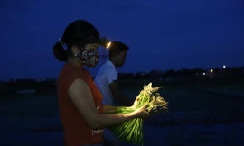 Vợ chồng anh Nhật-chị Hương đi cấy lúa lúc 2h sáng