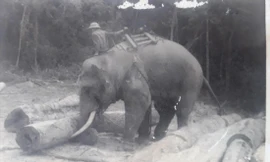 Hiện ở Lâm trường Trường Sơn (Quảng Bình) vẫn còn một chú voi chuyên làm nhiệm vụ khai thác gỗ, mọi người cho rằng đó là hậu duệ của Bạc Nòi