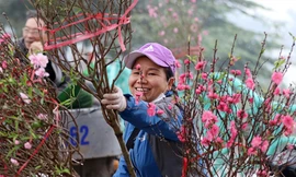 Thời tiết dịp Tết Nguyên đán Canh Tý có thể ấm hơn trung bình nhiều năm và hoa đào sẽ nở rộ. Ảnh: Hoàng Mạnh Thắng 