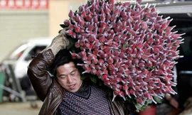 Trung Quốc: Nông dân trồng hoa khốn đốn vì dịch COVID-19