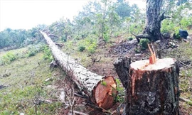 Thông mới bị cưa hạ, nhựa vẫn còn ứa ra 