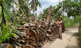 Ông Trần Văn Hải bên đống củi chôm chôm 