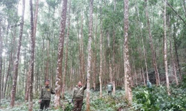 Mô hình chuyển đổi trồng rừng gỗ lớn của Công TNHH MTV Lâm nghiệp Yên Thế, Bắc Giang.Ảnh: Đại Tiến 