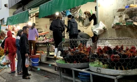 Ổ dịch cúm gia cầm tại huyện Chương Mỹ. (Trong ảnh: Gia cầm được buôn bán tại chợ cóc ở khu đô thị Linh Đàm, Hoàng Mai, Hà Nội). Ảnh: Nhật Minh