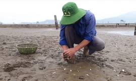 Người lao động nhặt xác ngao chết tại xã Hải Lộc, huyện Hậu Lộc 