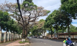 Chuyên gia mổ xẻ việc 180 cây hoa sữa 'lực lưỡng' bỗng héo lá, khô cành