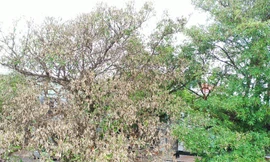 Hàng loạt cây hoa sữa ở TP Buôn Ma Thuột chết bất thường, người dân tiếc nuối 