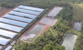 Doanh nghiệp nuôi lợn ở Đắk Nông bị xử phạt hơn 1,4 tỷ đồng