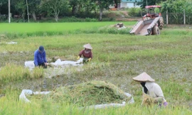 Mưa lớn, vỡ đê, người dân vật lộn cứu hơn 750 ha lúa đang chín