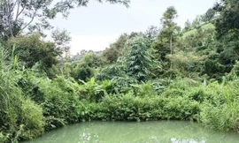 Bốn trẻ nhỏ ở Đắk Nông chết đuối khi tắm hồ