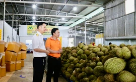 Đắk Lắk: Doanh nghiệp, cơ sở thu mua sầu riêng 'mọc' như nấm