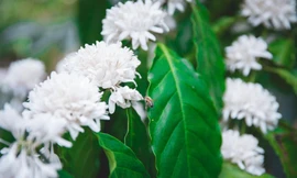 Mê mẩn mùa hoa cà phê nở trắng, tỏa hương ngọt ngào Tây Nguyên