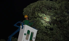 Trắng đêm diệt sâu, cứu cây hoa sữa ở thành phố Buôn Ma Thuột