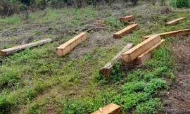 Bị truy đuổi, lâm tặc vứt gỗ thoát thân