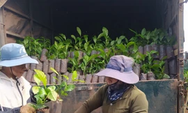Giá cao kỷ lục, cây giống ‘cháy’ hàng, cảnh báo việc phá rừng trồng cà phê