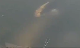 'Sởn gai ốc' chứng kiến cá chép mặt người ở Trung Quốc