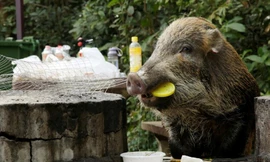 Năm con heo, Hong Kong khổ vì lợn hoang