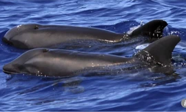 Tìm thấy quái ngư “voi lai heo”