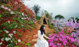 Lên Tây Thiên ngắm đỗ quyên