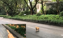 Con chó chạy theo phóng viên ở Hàng Châu (ảnh nhỏ) rồi phi ra giữa đường đứng (ảnh lớn) 