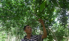 Biến đất phèn thành cánh đồng trăm triệu