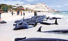 Cá voi bị stress do thiết bị săn tàu ngầm của quân đội