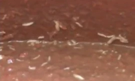 Kinh hoàng sa tế, tương ớt làm từ ...dòi bọ