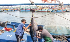 Bình Định: Hàng nghìn ngư dân vươn khơi bám biển xuyên Tết