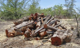 Những gốc cây dương bị chặt phá.