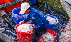 Cận cảnh mẻ ruốc lớn ngư dân Bình Định vừa trúng đậm ngày áp Tết