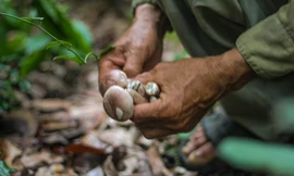 Rộn ràng mùa nấm tràm, người dân băng rừng tìm hái từ tờ mờ sớm