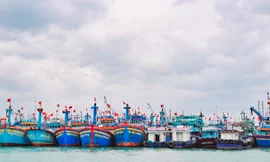 Bình Định sẽ di dời toàn bộ tàu neo đậu tại cảng cá Quy Nhơn về đầm Đề Gi