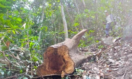 Tin mới vụ khai thác gỗ khủng trong rừng phòng hộ ở Bình Định