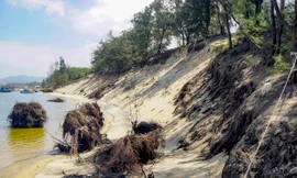 Biển xâm thực mạnh, nhiều cây dương chục năm tuổi bị xói đổ nằm trơ gốc