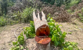 CLIP: Hiện trường vụ chặt phá 1,1ha rừng phòng hộ ở Bình Định